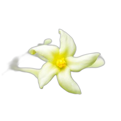 Image of Papaya Blossom note